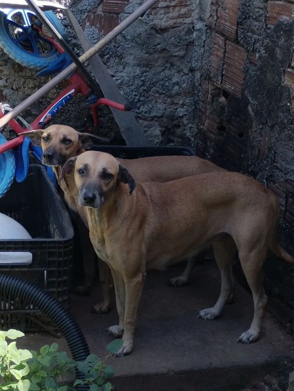Doação de cachorras médio porte!  - Foto 2