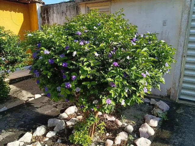 Mudas de manacá da serra