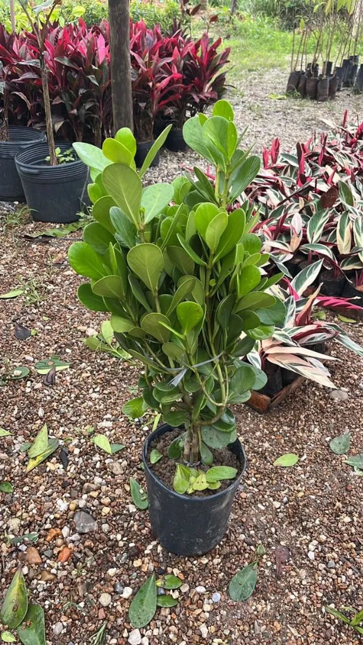 Plantas em geral  - Foto 4