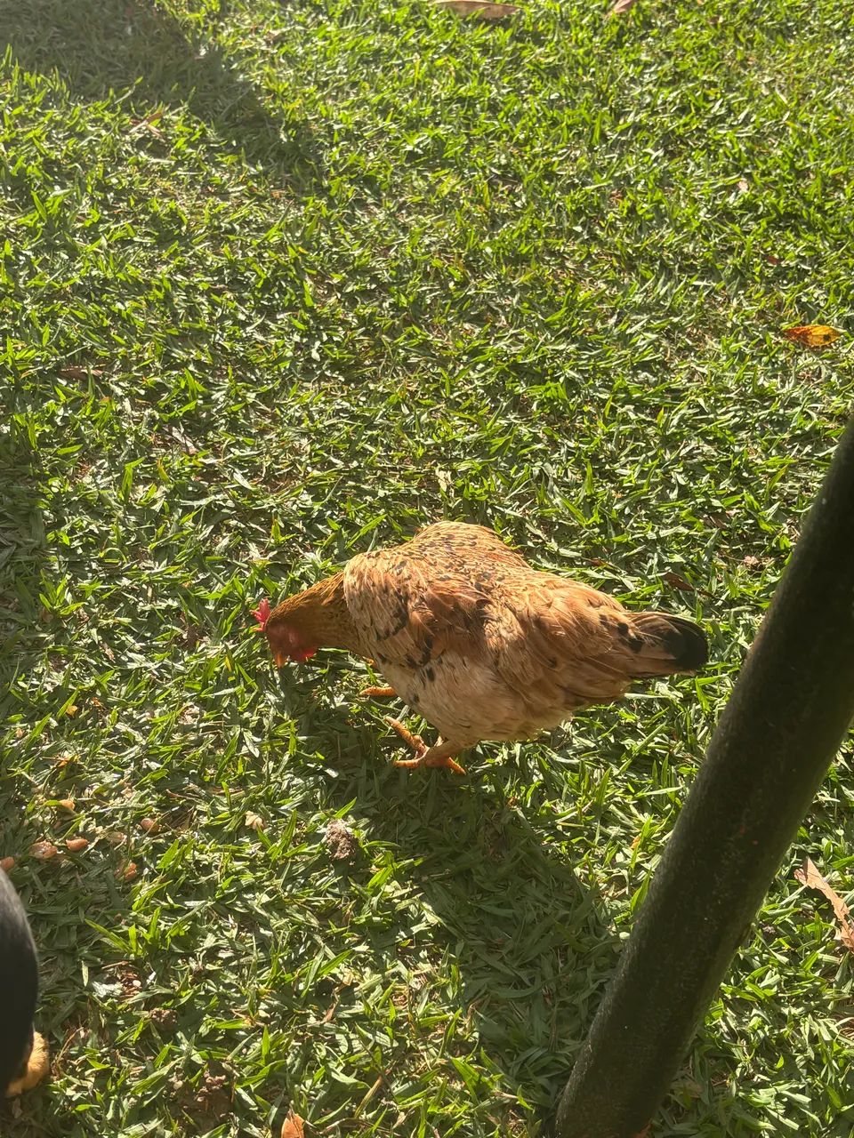 Garnize