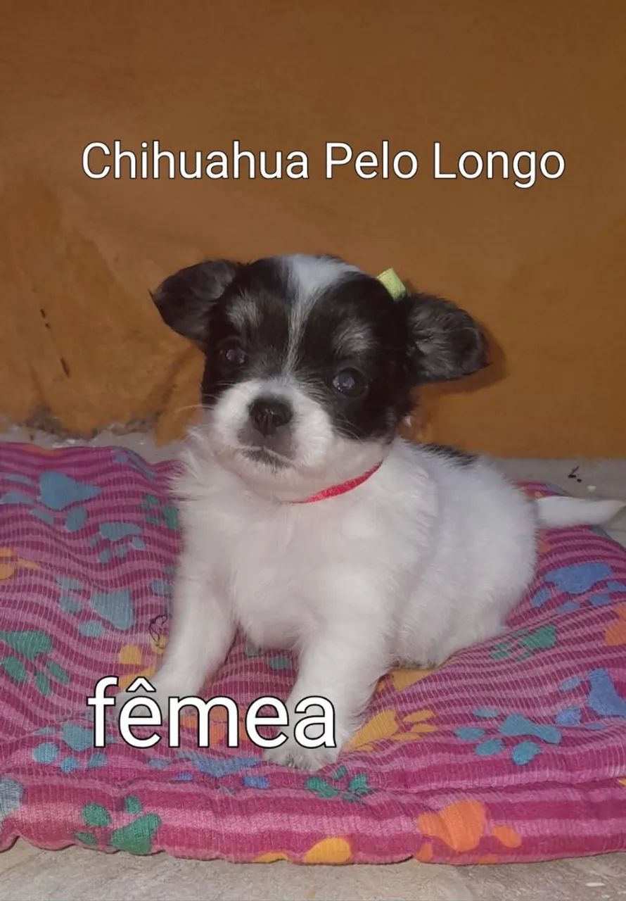 Chihuahua Fêmeas Pelo Longo Linhagem Russa entregamos abc e Sp  - Foto 3