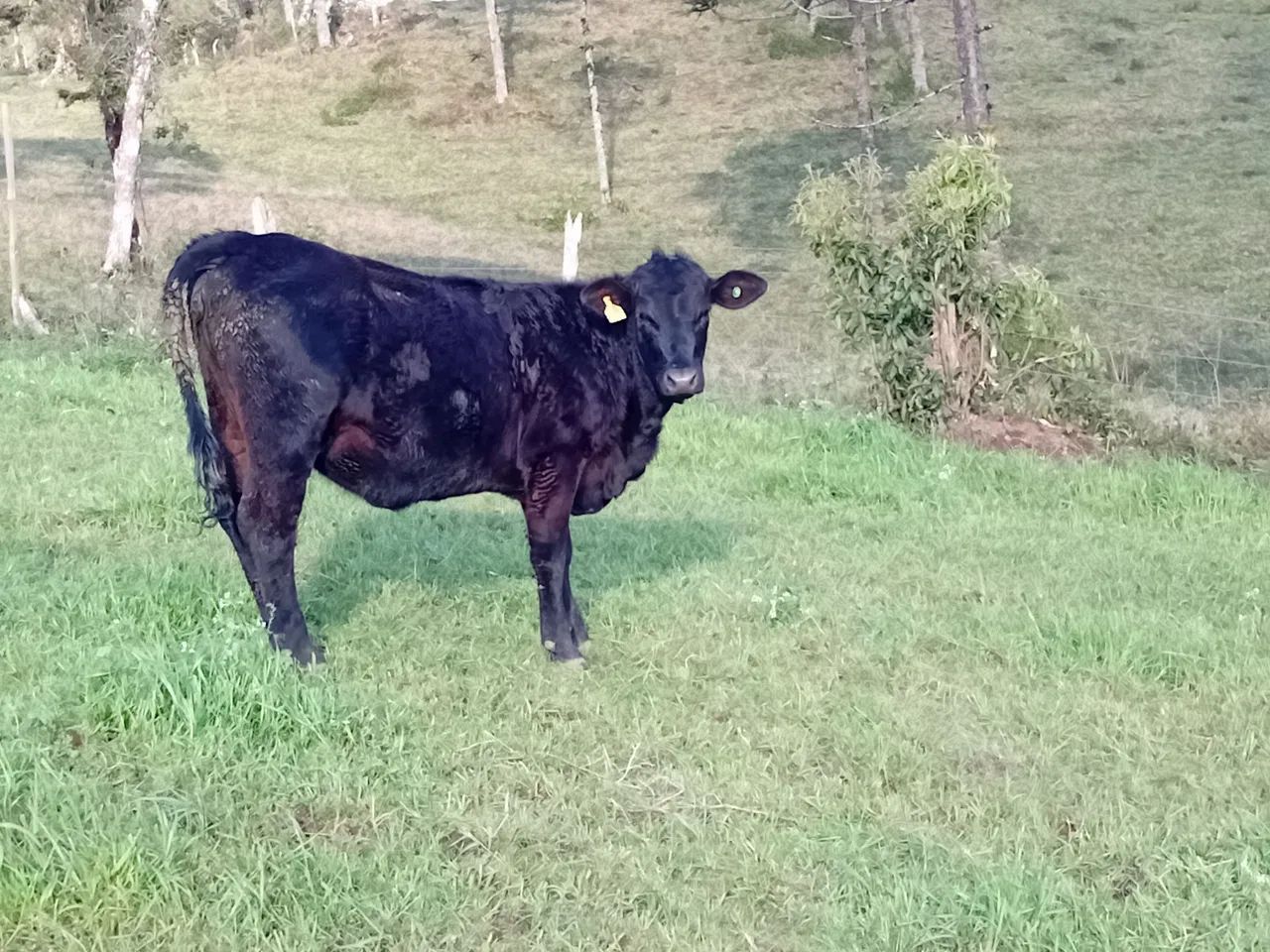 Venda - Foto 2
