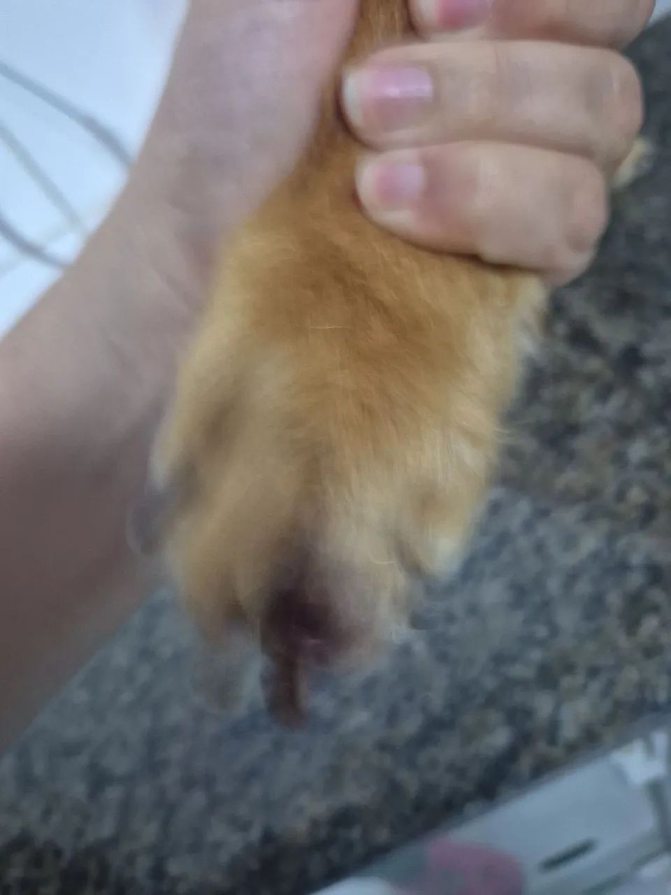 Banho e tosa domicílio  - Foto 3