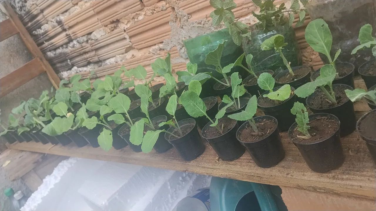 Mudas de couve já erraisada  - Foto 4