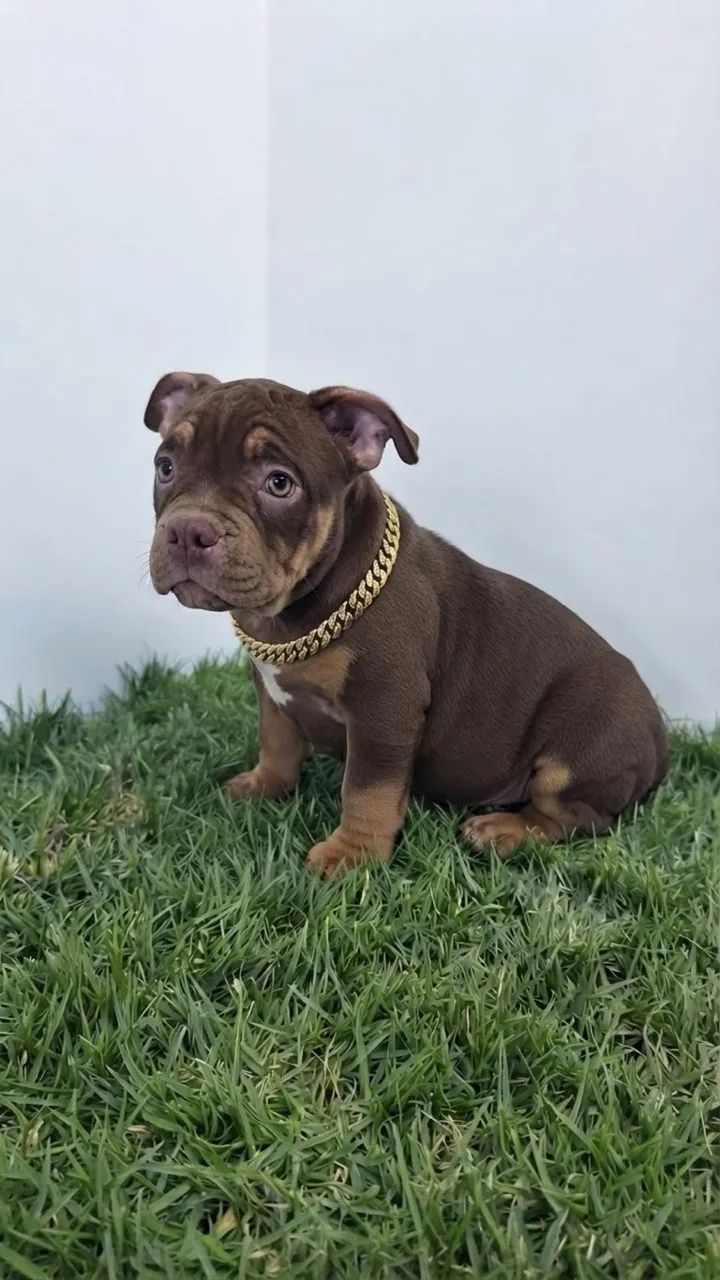 American bully a partir de 1999 - Foto 2