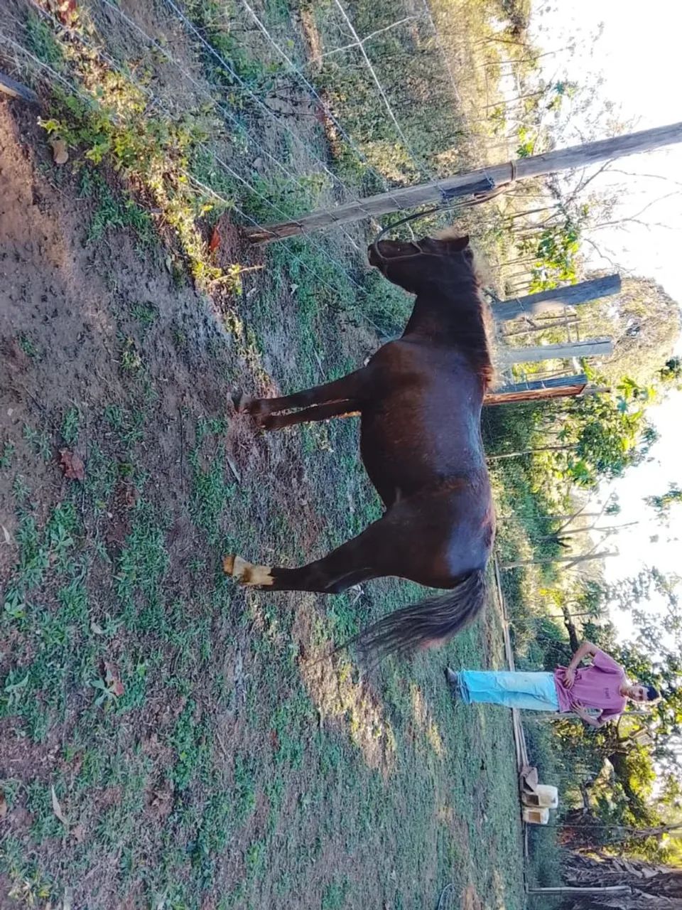 Pônei garanhao  - Foto 4
