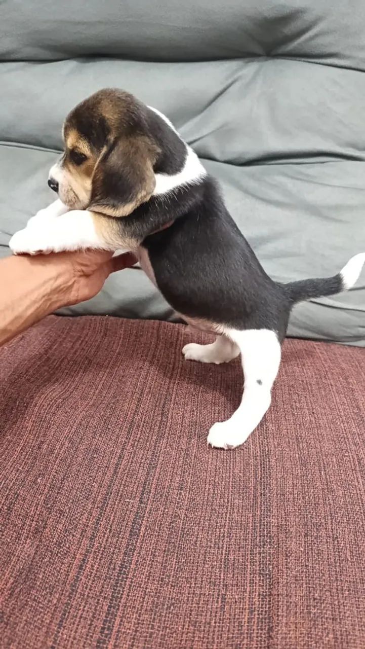 Beagle  - Foto 3