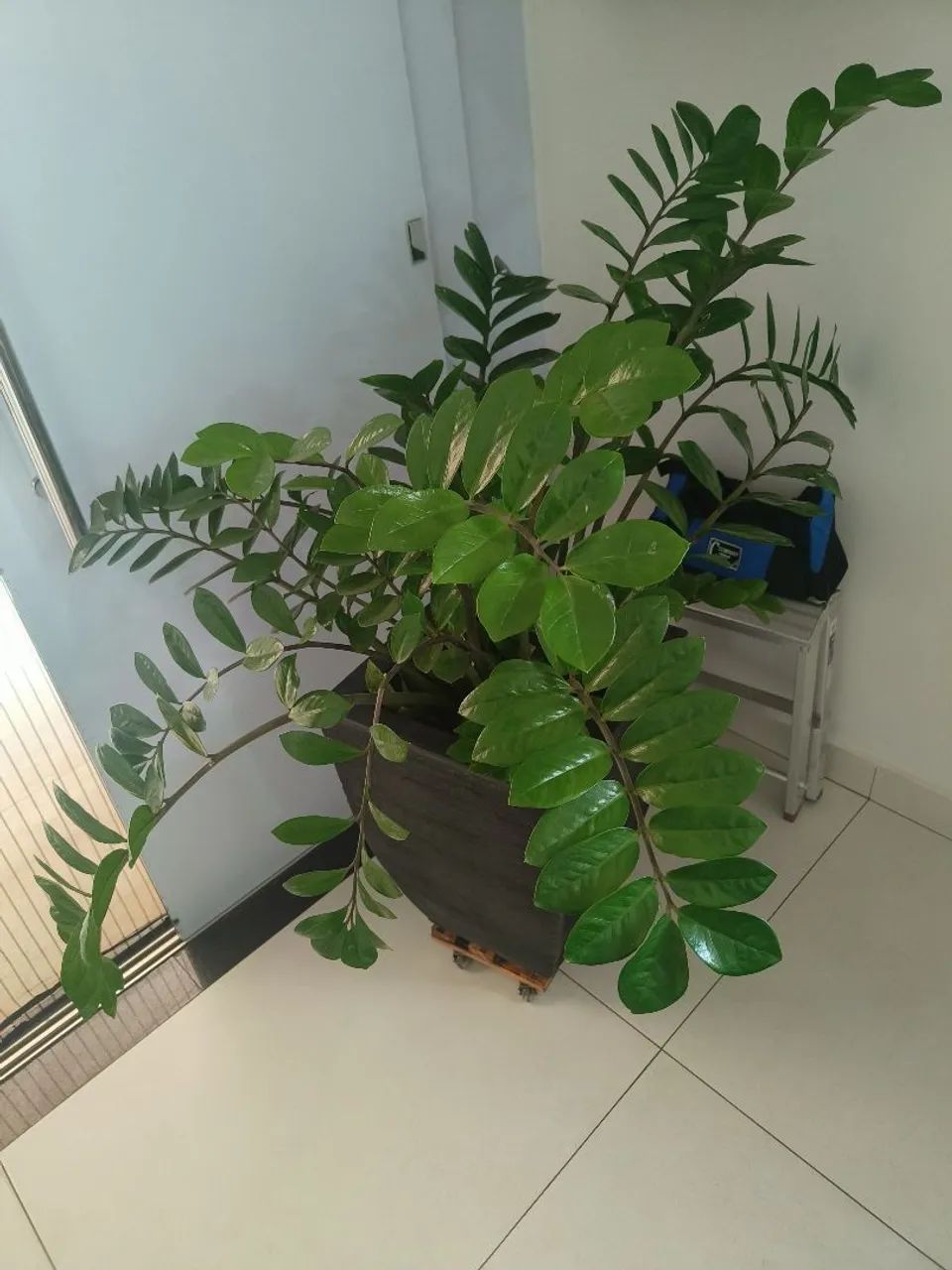 Vendo Zamioculca