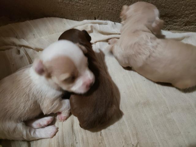 Cachorrinhos poodle e piquinês