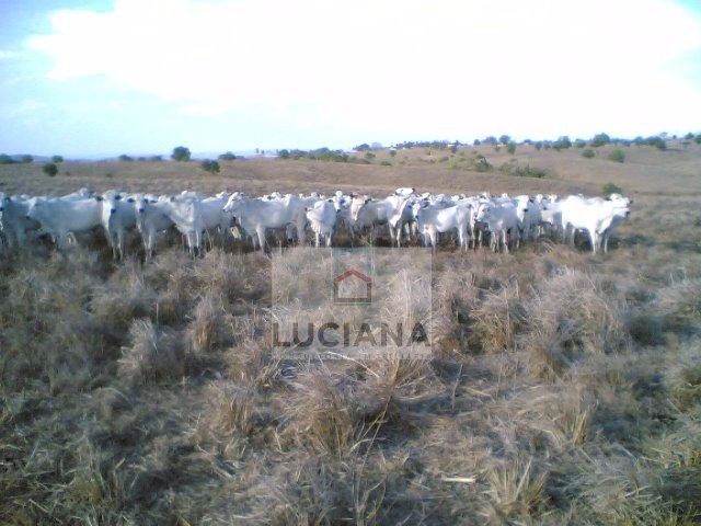 Fazenda com 467 hectares em Limoeiro (Cód.: 103m57) - Foto 4