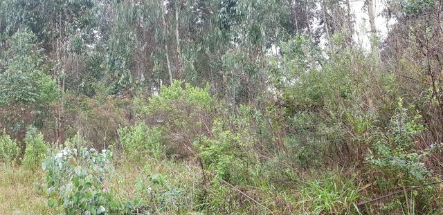 Vendo 6,78 alqueires a 2 km da BR 116 em Mandirituba - Foto 5