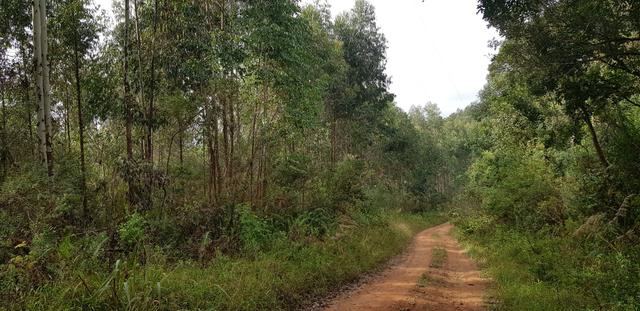 Vendo 6,78 alqueires a 2 km da BR 116 em Mandirituba - Foto 2