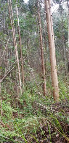 Vendo 6,78 alqueires a 2 km da BR 116 em Mandirituba - Foto 10