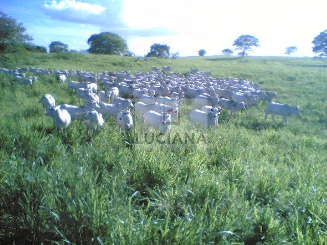 Fazenda com 467 hectares em Limoeiro (Cód.: 103m57) - Foto 7