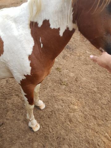 Vendo um cavalo pampa - Foto 4