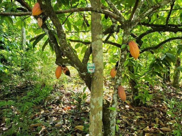 Ibirapitanga. Fazenda pequena com área de 12 ha - Foto 14