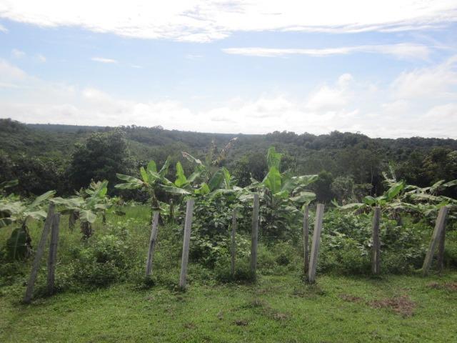 Fazenda de laranja 1.500 x2.500 na AM 010 KM 110 - Foto 3