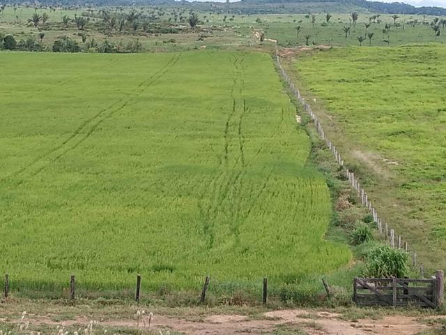 Vendo Fazenda Rondônia - Foto 8