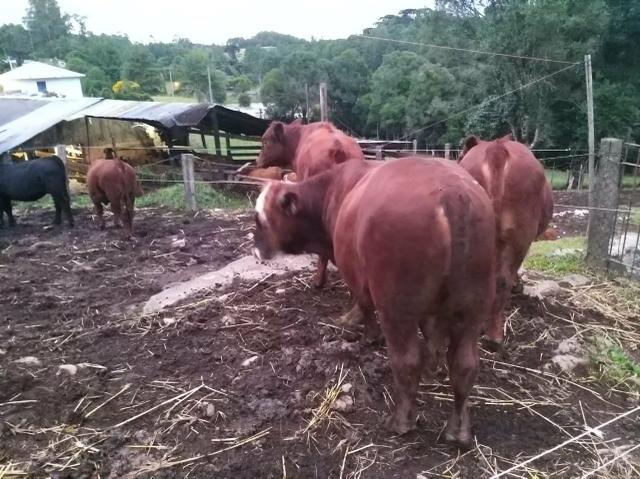 Venda - Foto 5