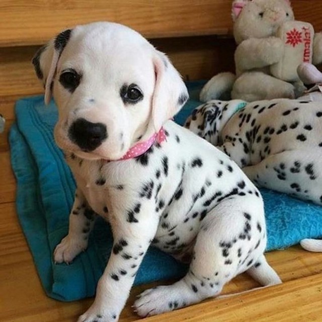 Dalmata Femea e Macho,com garantias em contrato.