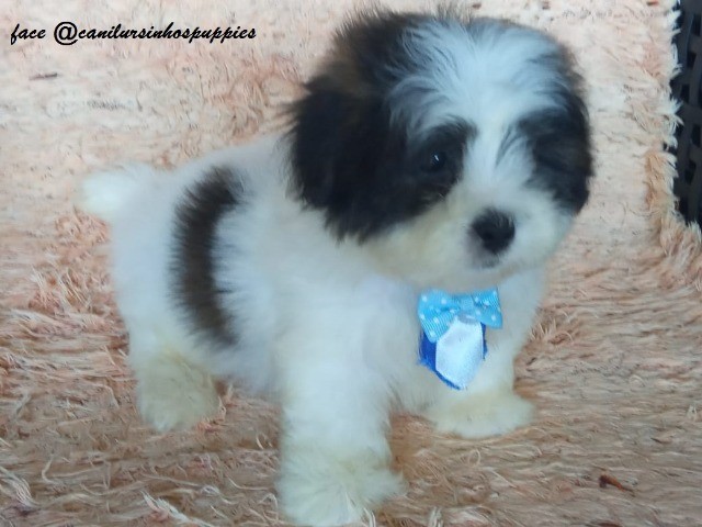 lhasa apso garanta hoje seu bebe #canilursinhospuppies entrega mediata 