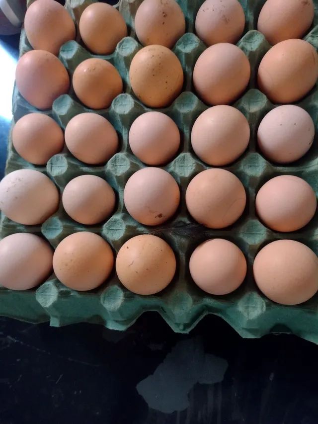 Rhode raça poedeiras de ovos 