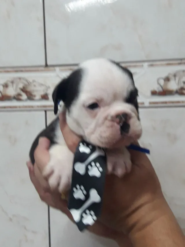 Bulldog ingles preto  +24 anúncios na OLX Brasil