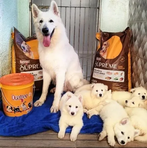 Pastor Branco Suiço - Cachorros e acessórios - Zona Central, Rio Claro  1254406657