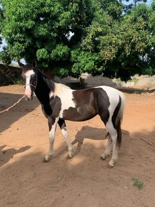 Potra mangalarga  - Foto 2