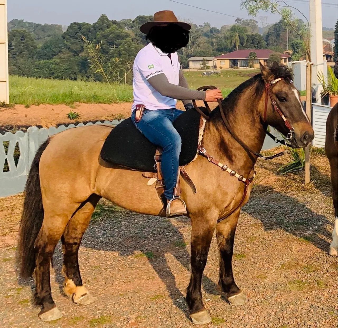 Cavalo Crioulo 7 anos - Foto 4