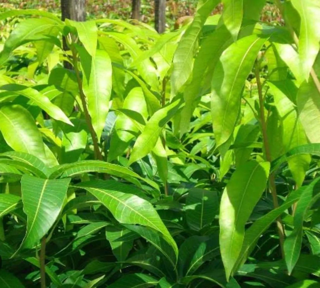 Mudas jovens de Mangueira - Foto 4