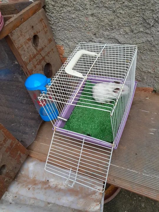 Porquinho lindos filhote  - Foto 3