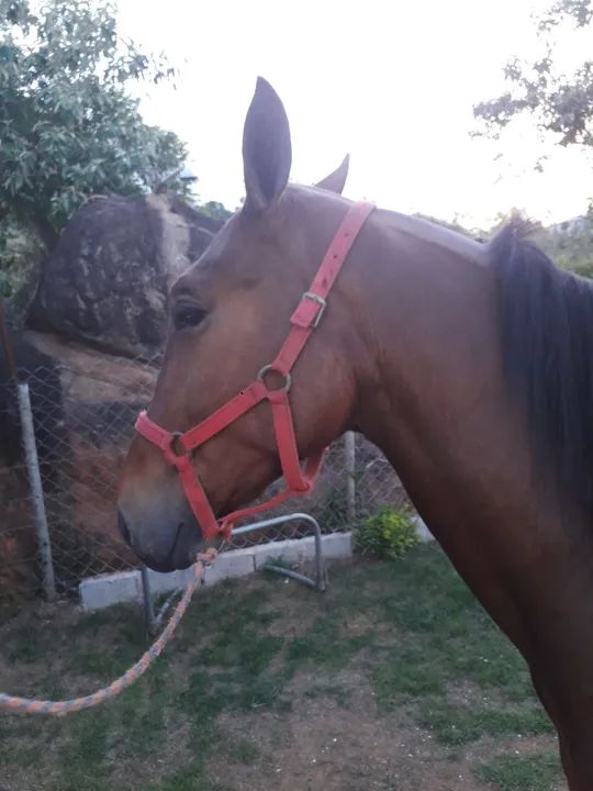 Cavalo para venda - Foto 2