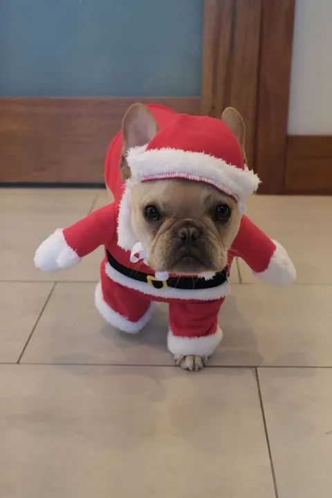 Bulldog Francês presente de Natal perfeito 