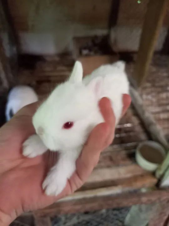 Mine coelhos neterland  - Foto 5