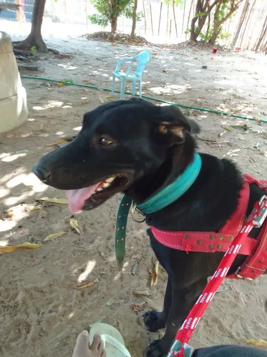 Minha cadela está com prolapso no momento estou sem dinheiro para fazer a cirurgia 