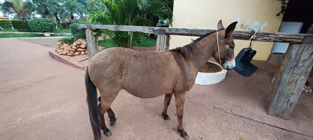 Mini Mula ,Mansa de cela e charrete