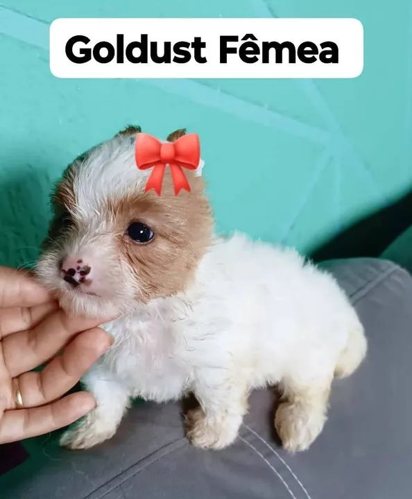  Goldust Fêmea  - Foto 5