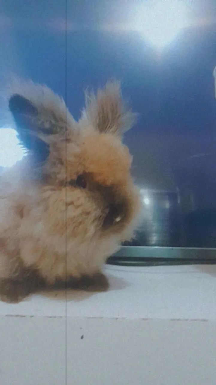 Coelhinho Angora venda urgente - Foto 2