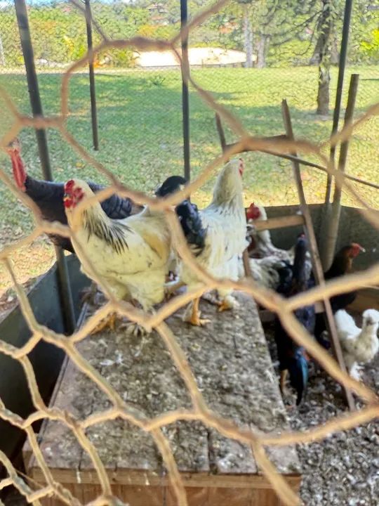 Galo light Brahma  - Foto 3