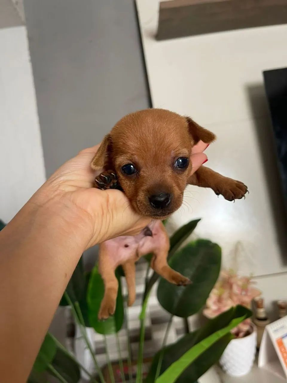 Não e doação  - Foto 4