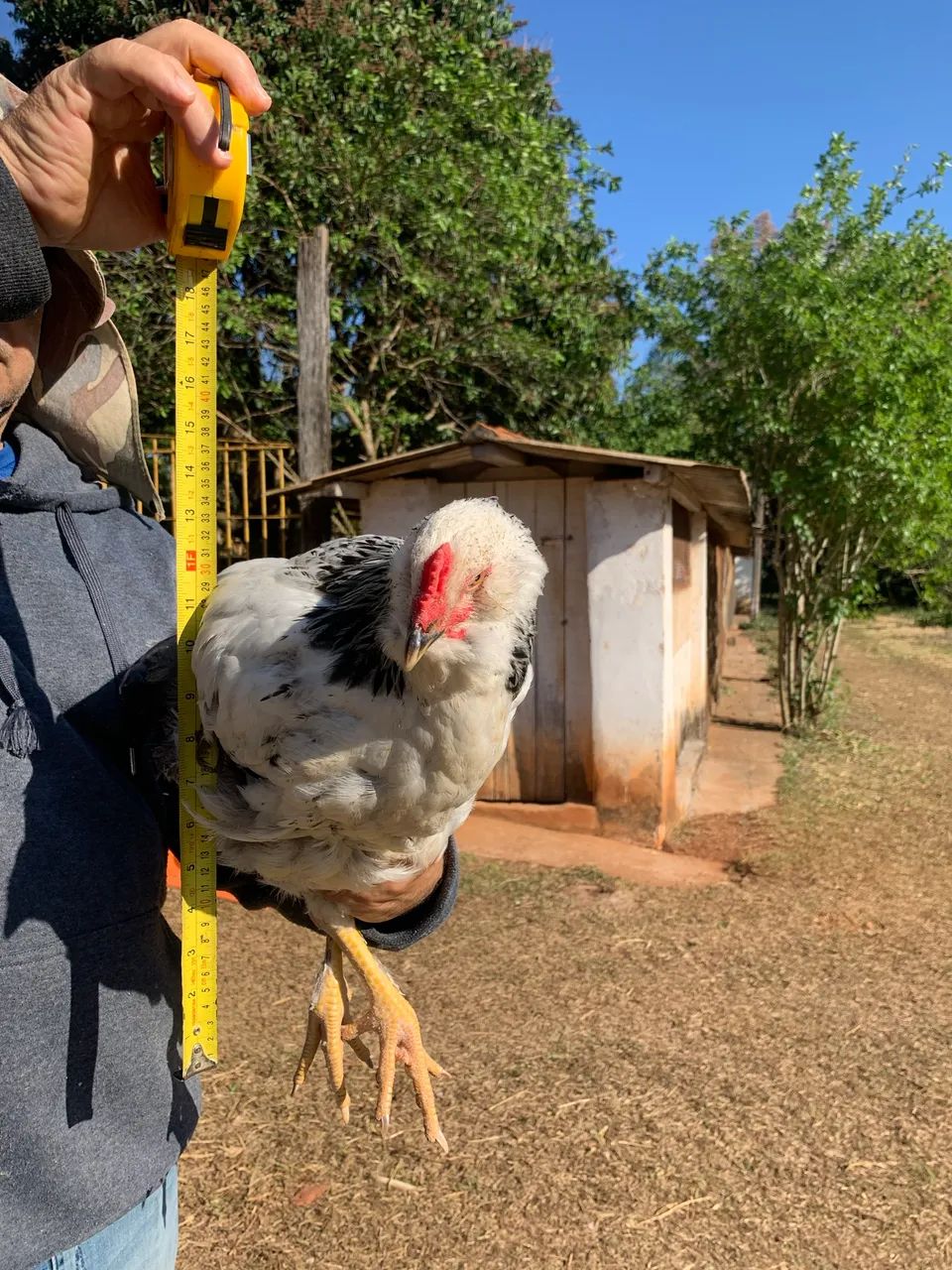 Frango(a) Brahma  - Foto 5