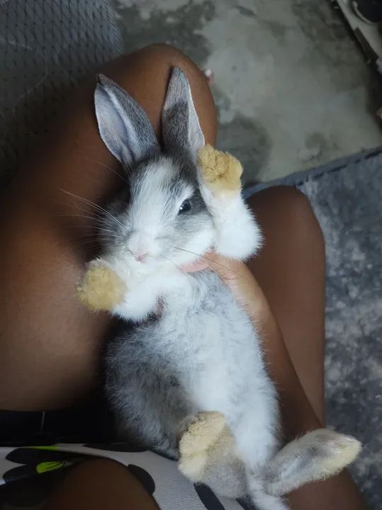 Coelha fêmea nova Zelândia filhote a venda - Foto 4