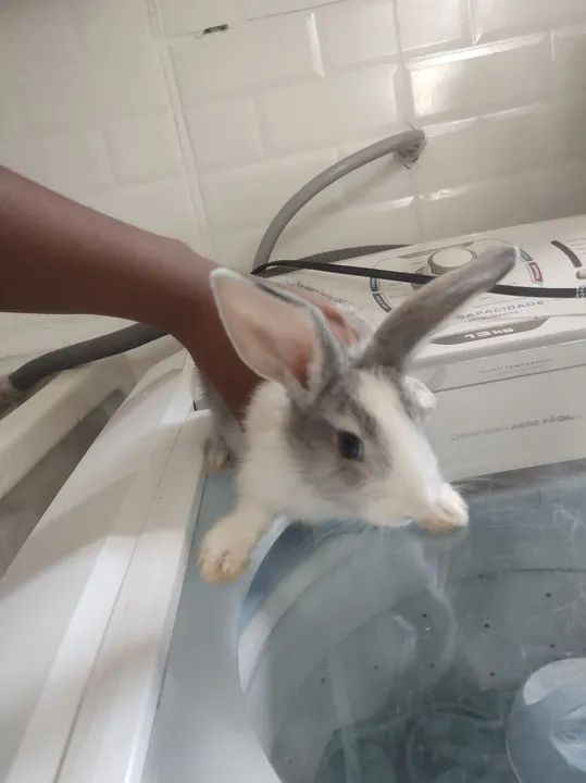 Coelha fêmea nova Zelândia filhote a venda - Foto 3