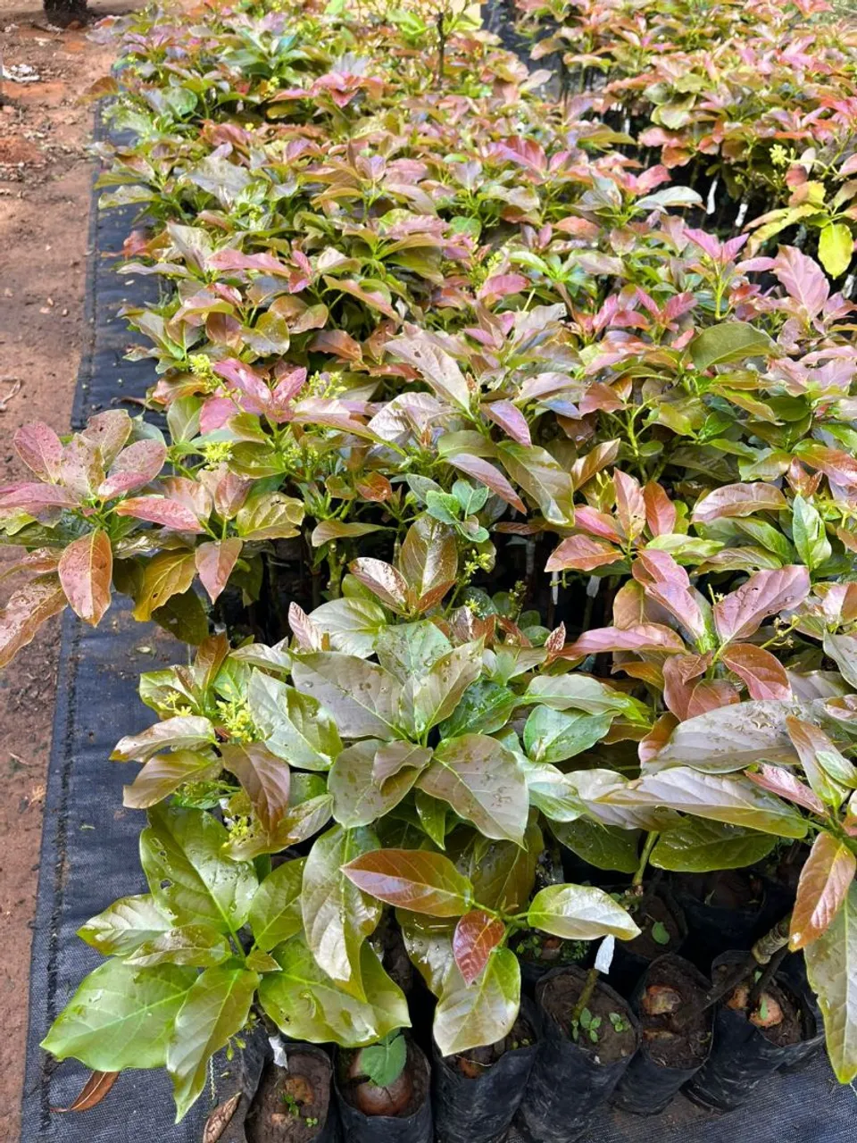 Mudas de Abacateiras - Produção Garantida!