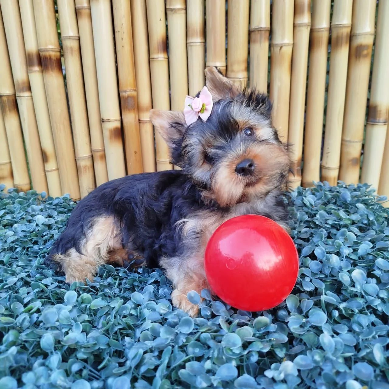 Dog Terrier Yorkshire Olx Boy KCRegistered Tiny Yorkshire Terrier
