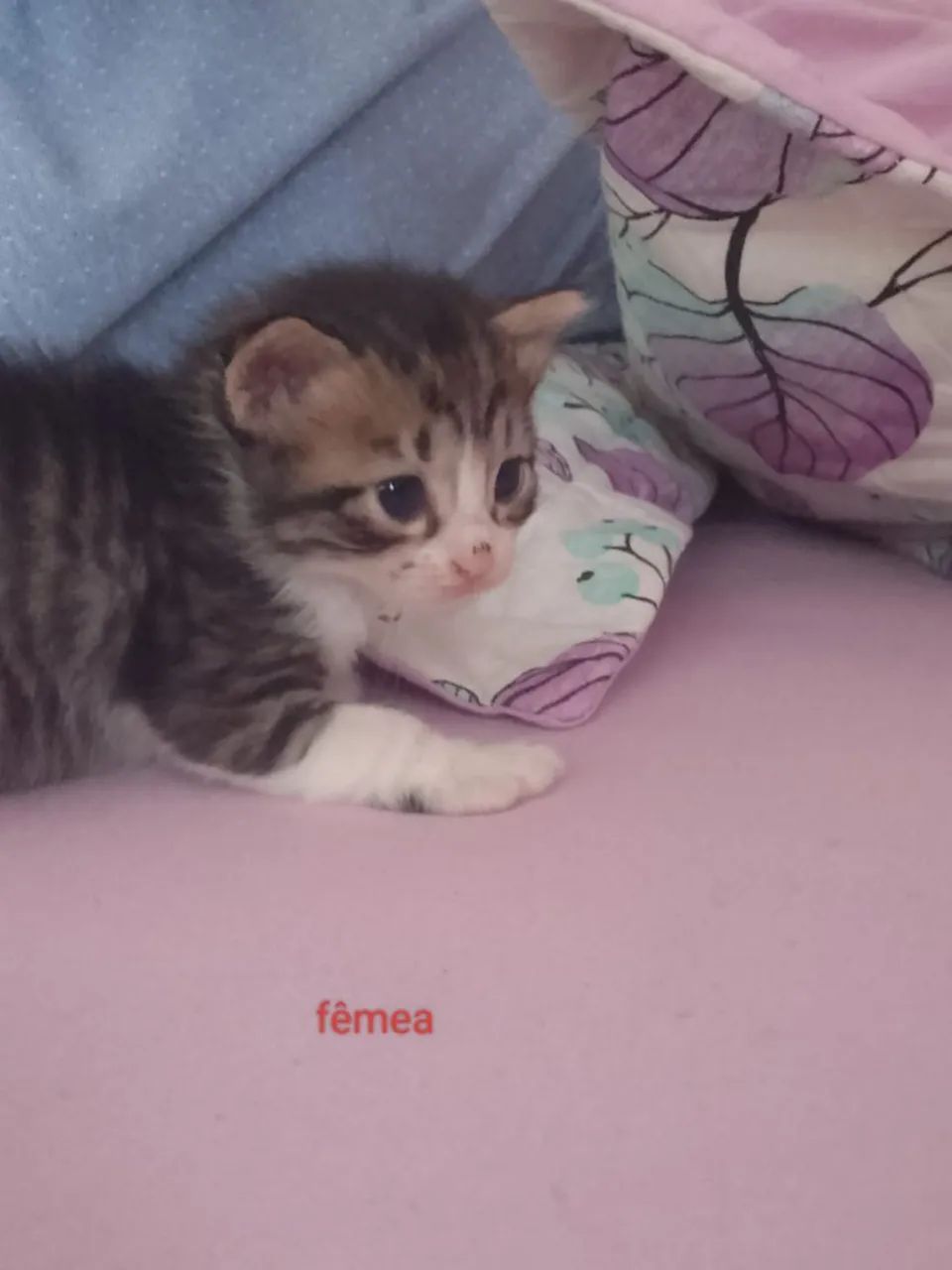 Gatinho doação  - Foto 5