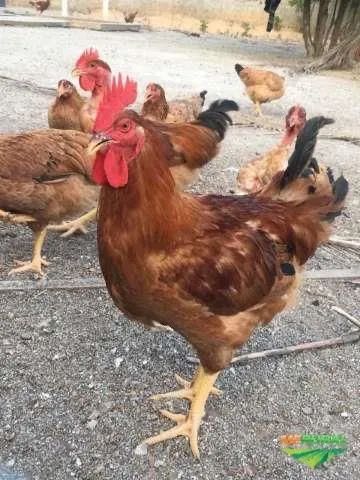 Doação de galinhas poedeiras - Foto 2