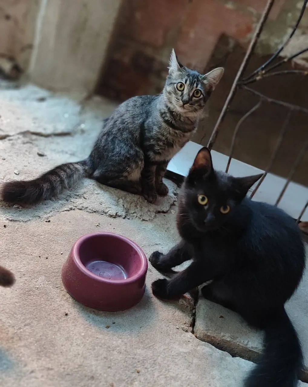 Adoção responsável  - Foto 4