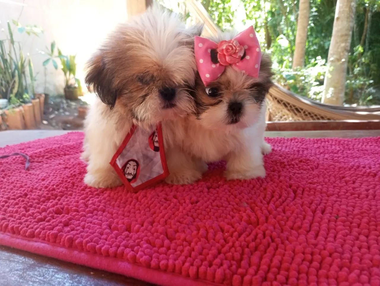 SHIH TZU MICRO PROMOÇÃO PEDIGREE CBKC